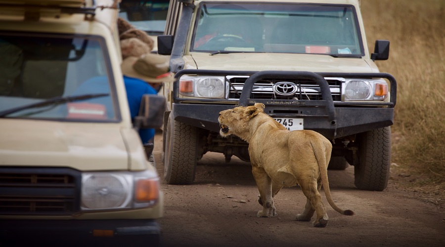 4 Days of Luxury Safari in Ngorongoro Crater